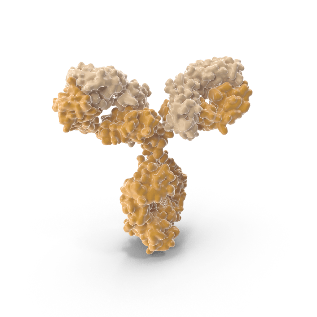 Antisize:Collagen Type I Antibody, 100  µg